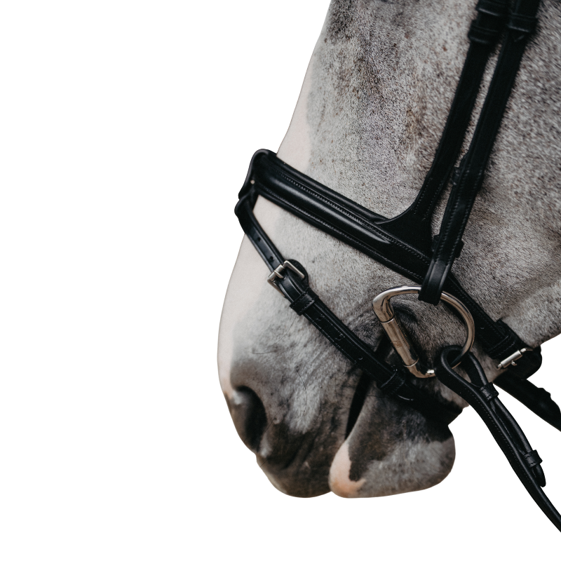 Jump'In - Evolution Flash Noseband black | - Ohlala