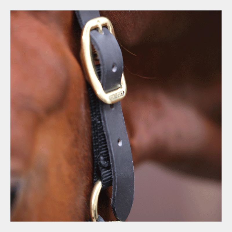 Kentucky Horsewear - 馬用ハルター Control | - Ohlala