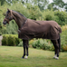 Bucas - Outdoordecke Irish Turnout 300 espresso 300g