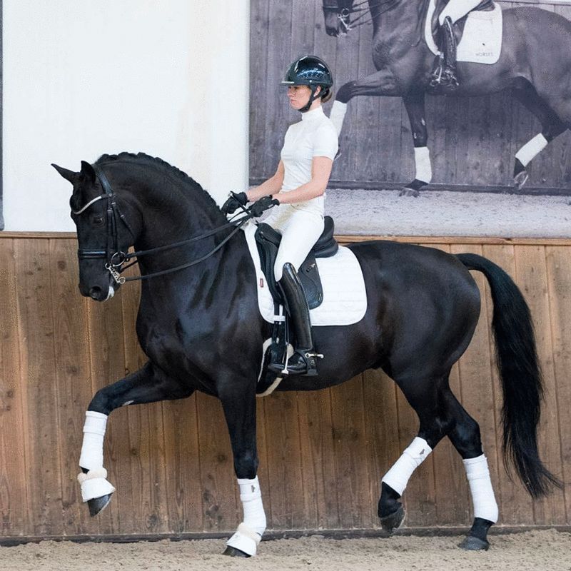 LeMieux - Loire Polo Wraps White (set of 4) | - Ohlala