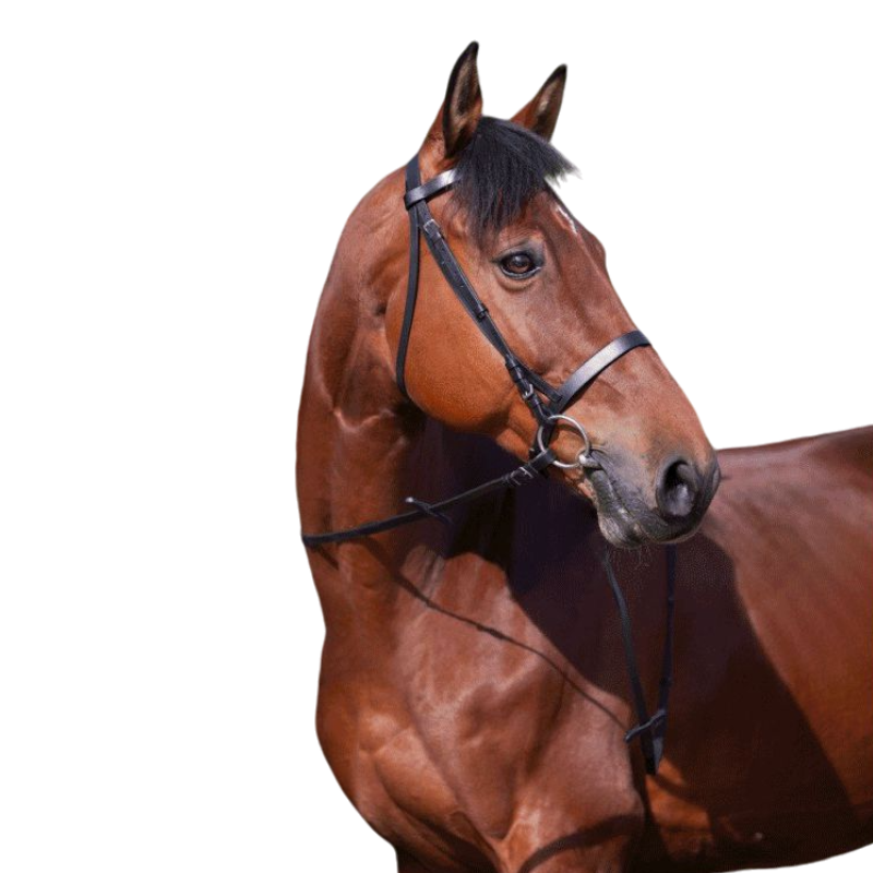 Riding World - Hoofdstel met Franse neusriem en teugels zwart | - Ohlala