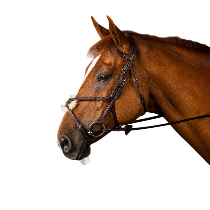 Dyon - Bridon muserolle croisée New English Collection havane | - Ohlala