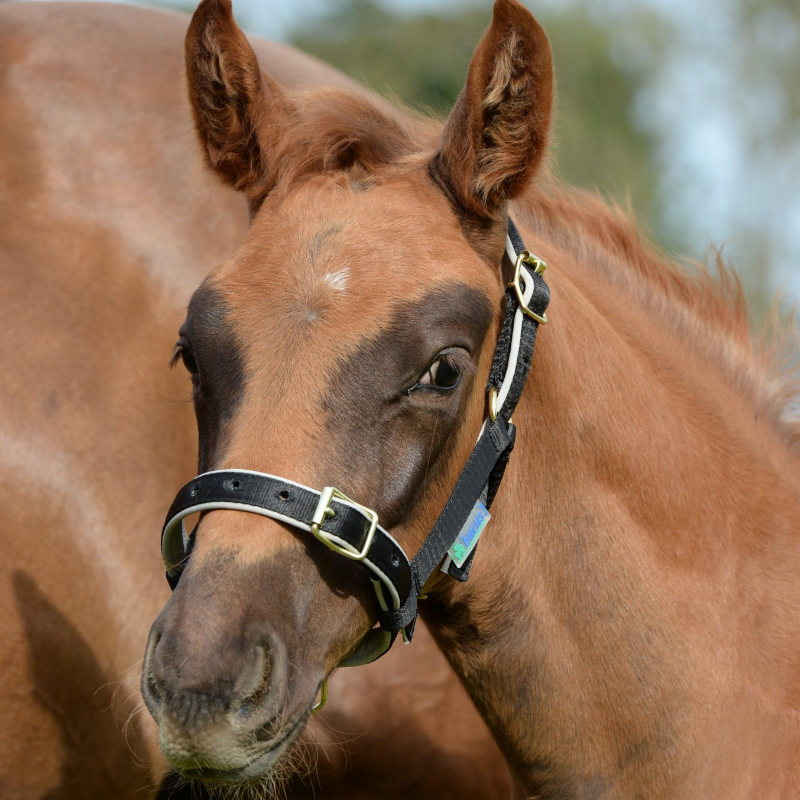Bucas - Dublin Foal Headcollar Black/ Silver