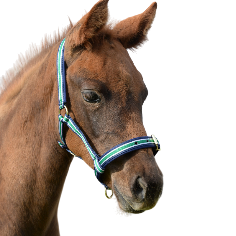 Bucas - Capezza foal Dublin a righe/ blu navy