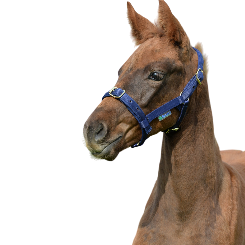 Bucas - Capezza foal Dublin blu navy/ blu navy