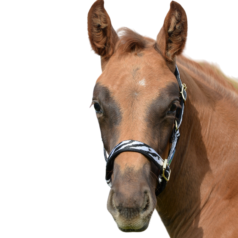 Bucas - Foal Dublin Headcollar Zebra/ Black