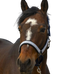 Equithème - Check navy/black nylon headcollar | - Ohlala