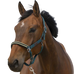 Equithème - Nylon headcollar Chevron dark green | - Ohlala