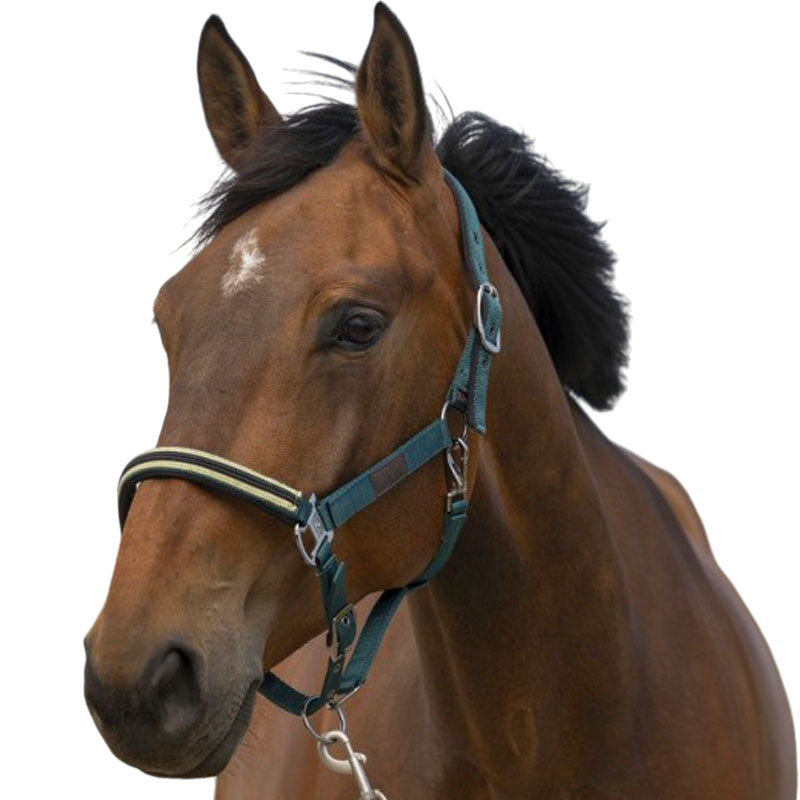 Equithème - Nylon headcollar Chevron dark green | - Ohlala