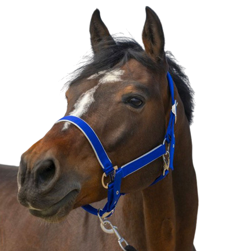 Equithème - Light Royal Blue Nylon Headcollar | - Ohlala
