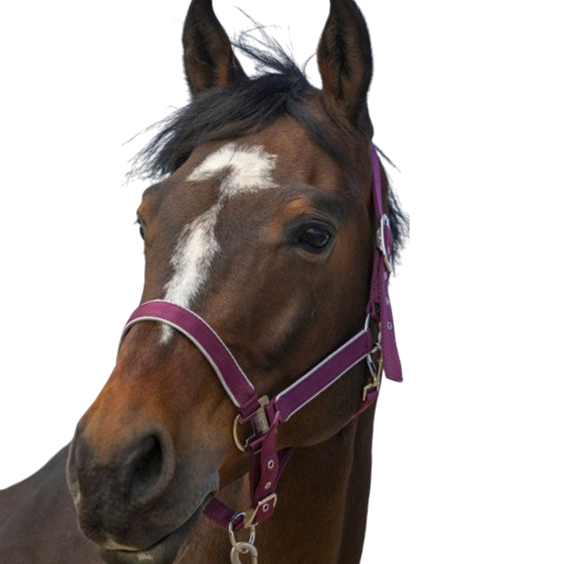 Equithème - Licol nylon Light bordeaux | - Ohlala