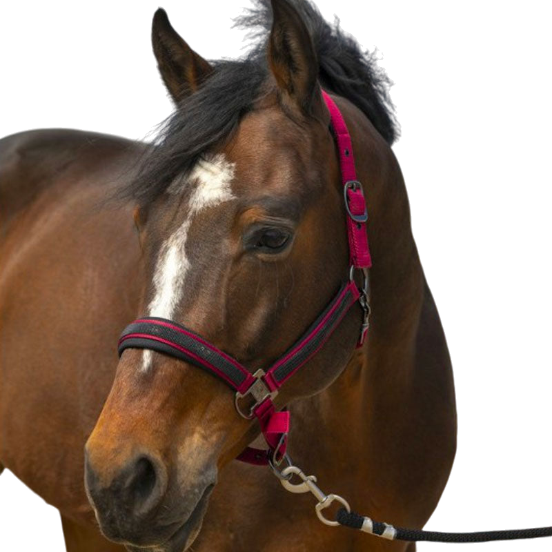Equithème - Licol nylon Strass bordeaux | - Ohlala