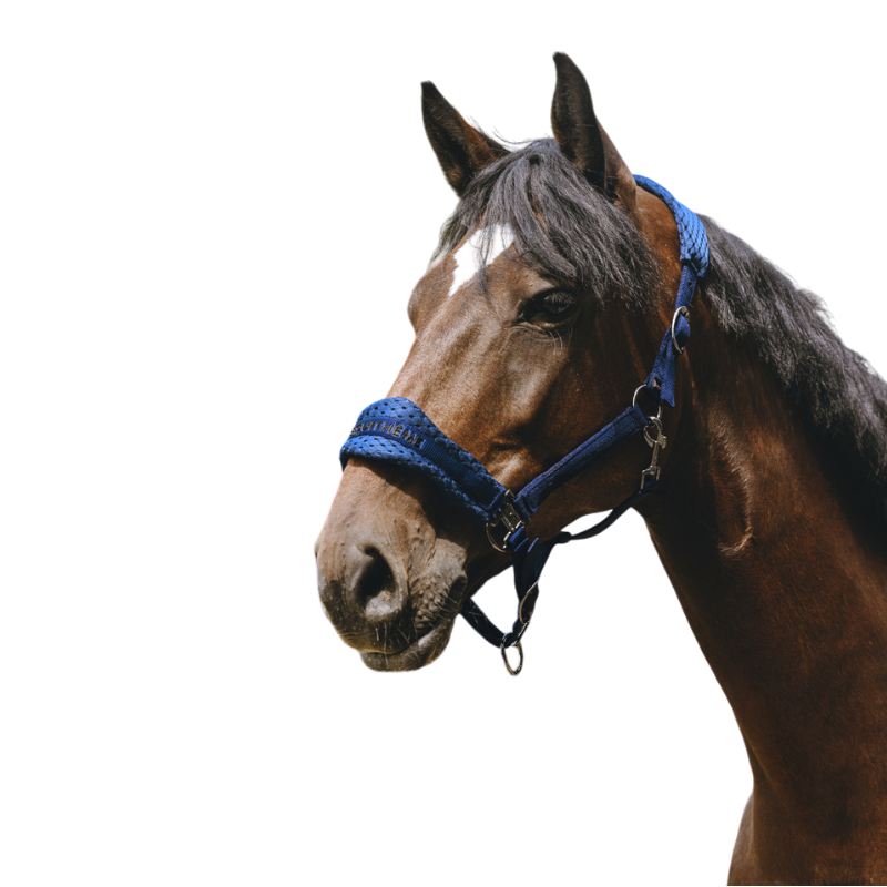 Equithème - Royal Blue 3D Mesh Nylon Headcollar | - Ohlala