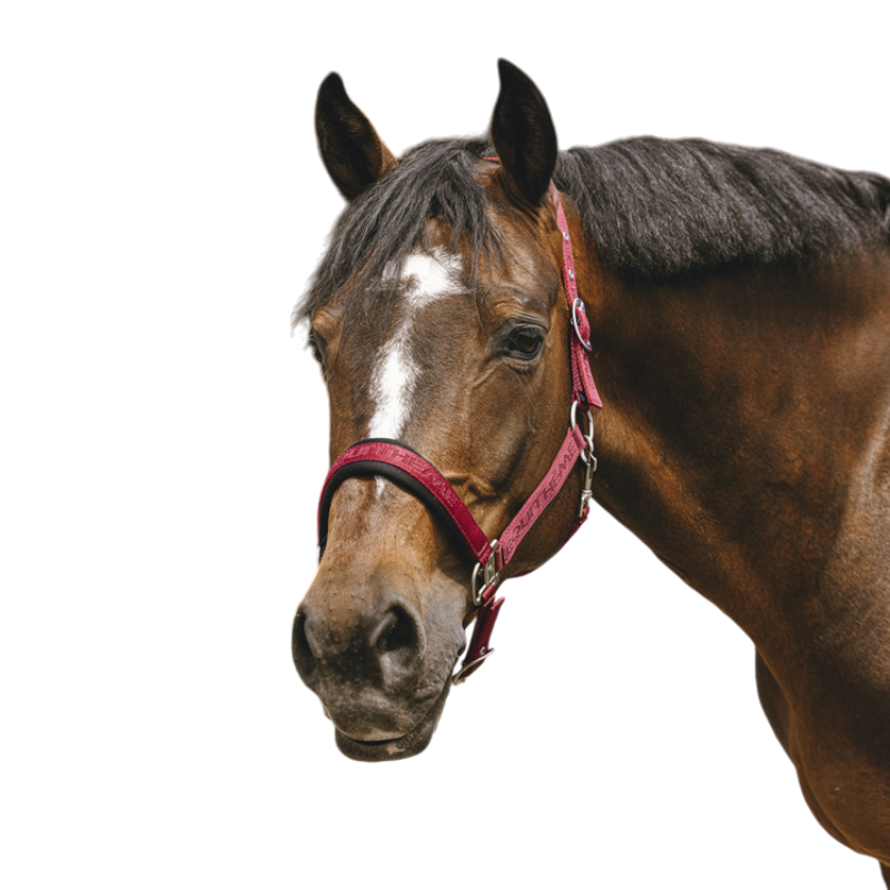 Equithème - Licol Nylon Jacquard bordeaux | - Ohlala