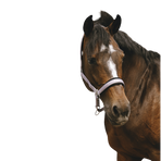 Equithème - Lilac Jacquard nylon headcollar | - Ohlala