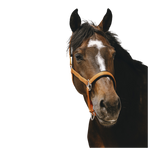 Equithème - Orange Jacquard Nylon headcollar | - Ohlala