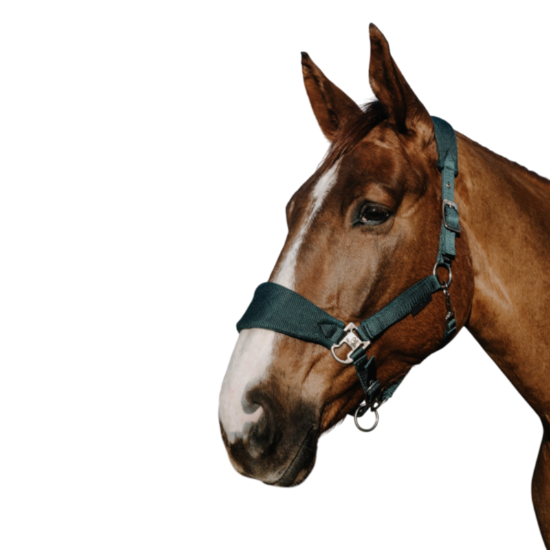 Equithème - Breeze Halter Dark Green