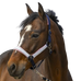 Equithème - Navy Check nylon headcollar | - Ohlala