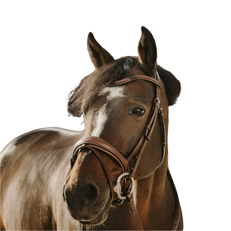 Eric Thomas - Bridon Visby havane | - Ohlala