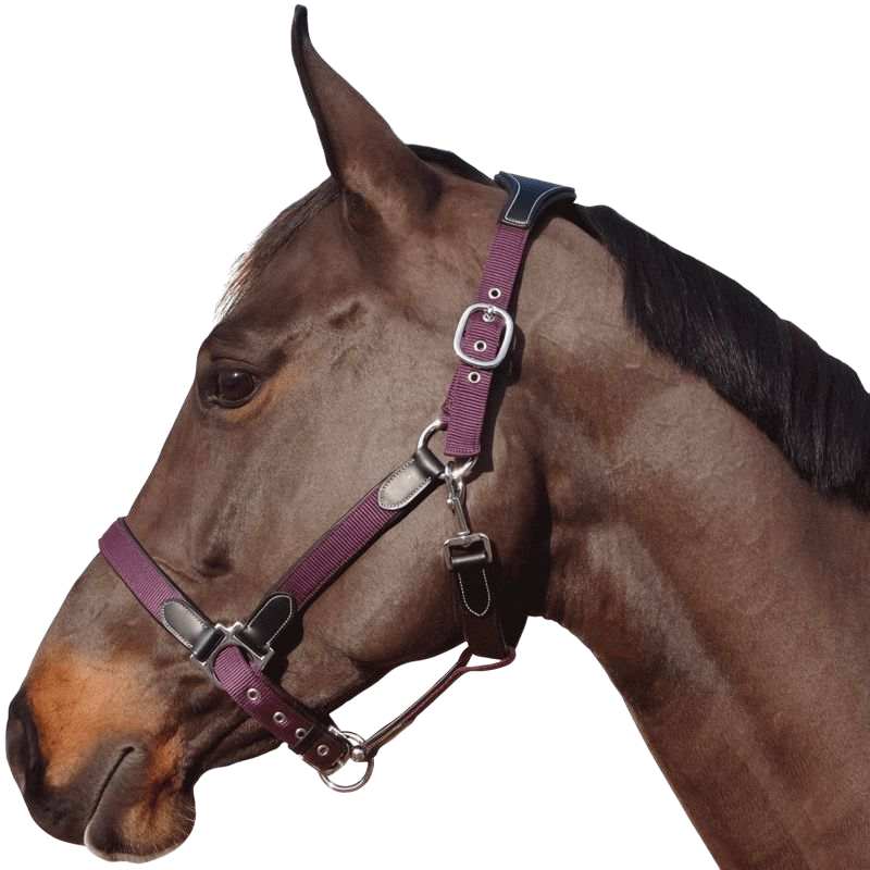 Flags & Cup - Licol nylon et cuir noir/ prune | - Ohlala