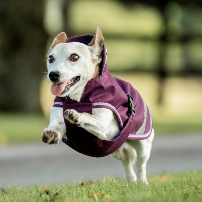 Bucas - Freedom Dog Rug Blackberry