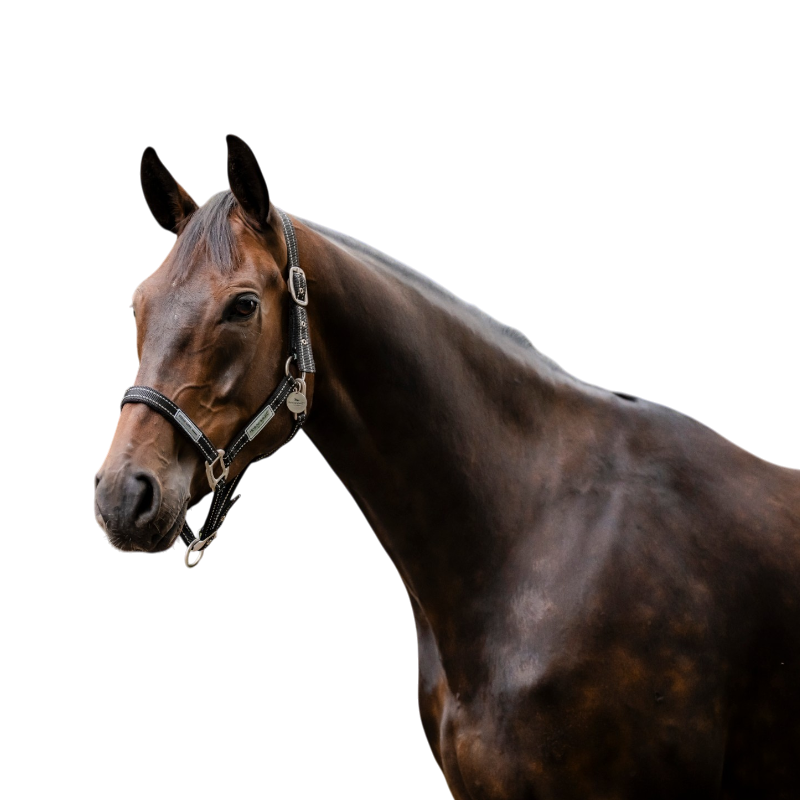 Horseware – Sicherheitshalfter FieldSafe Schwarz/Reflektierend