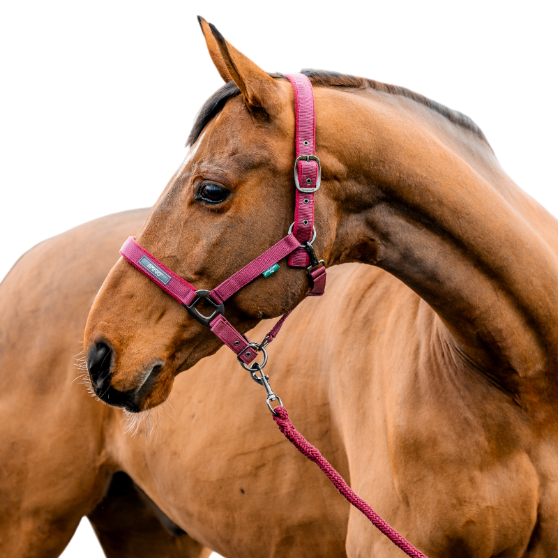 Horseware - Kantar z uwiązem Amigo mulberry | - Ohlala