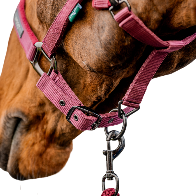 Horseware - Kantar z uwiązem Amigo mulberry | - Ohlala