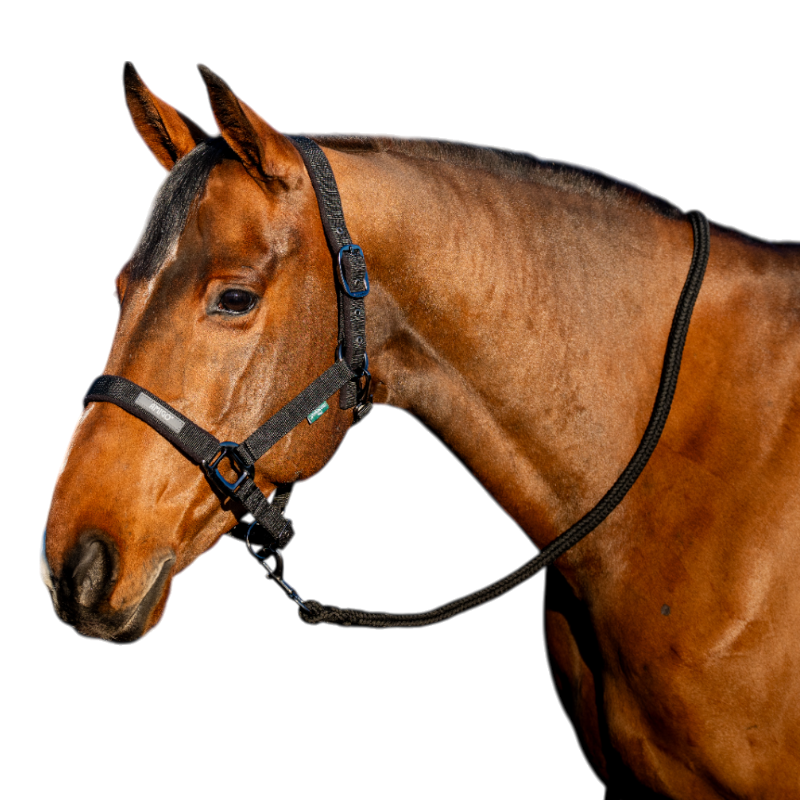 Horseware - Capezza e longhina Amigo nera | - Ohlala