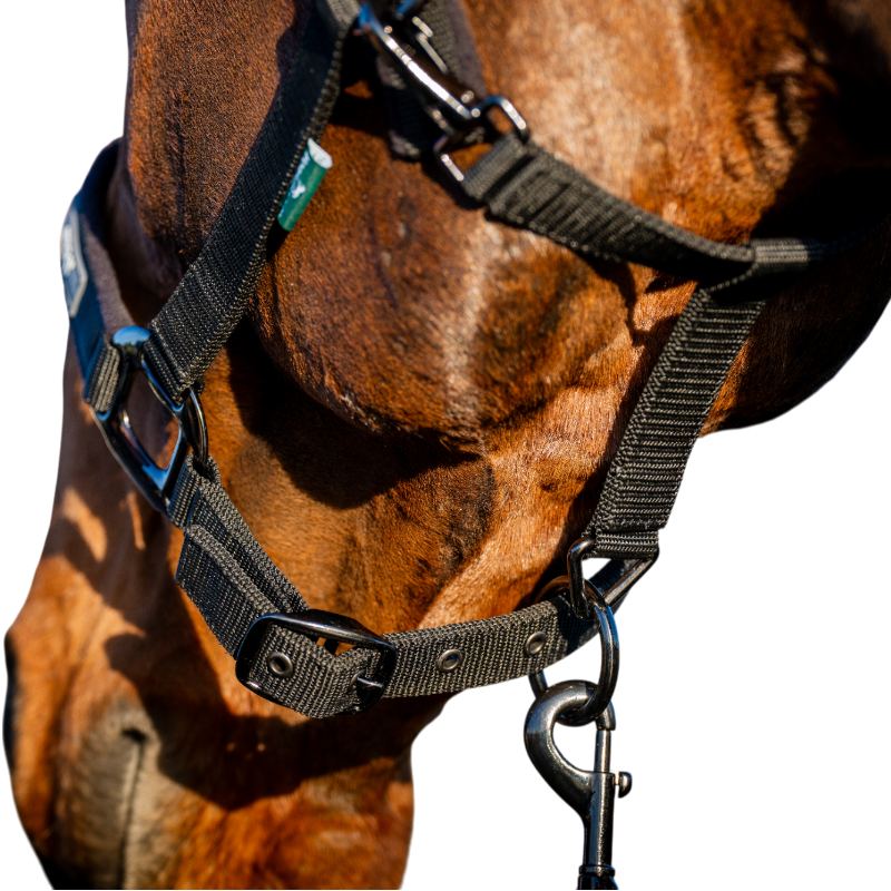 Horseware - Capezza e longhina Amigo nera | - Ohlala