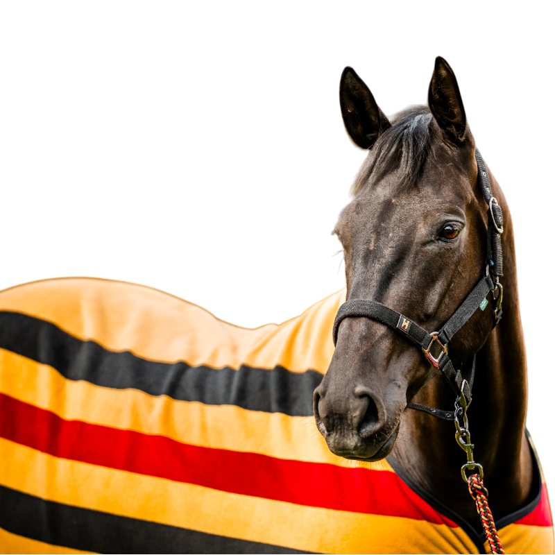 Horseware - Newmarket witney gold halter and lead rope