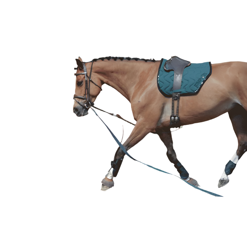 Jump'In - Patrick Running Martingale | - Ohlala