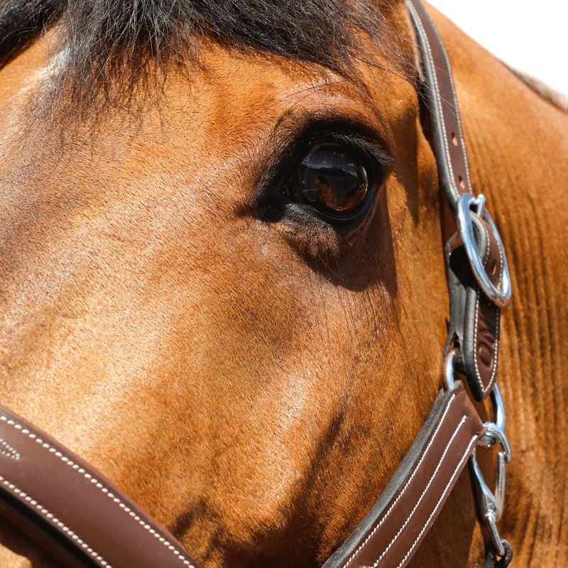 Jump'In - Fancy One Hazelnut Halter | - Ohlala