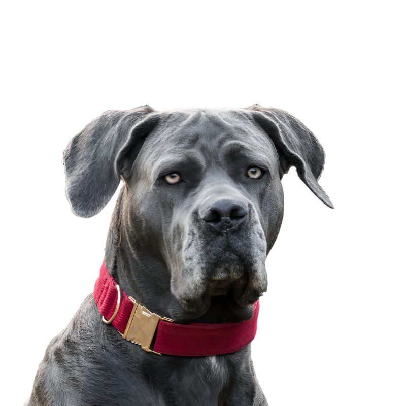 Kentucky Dogwear - Colliers pour chiens Corduroy Bordeaux | - Ohlala