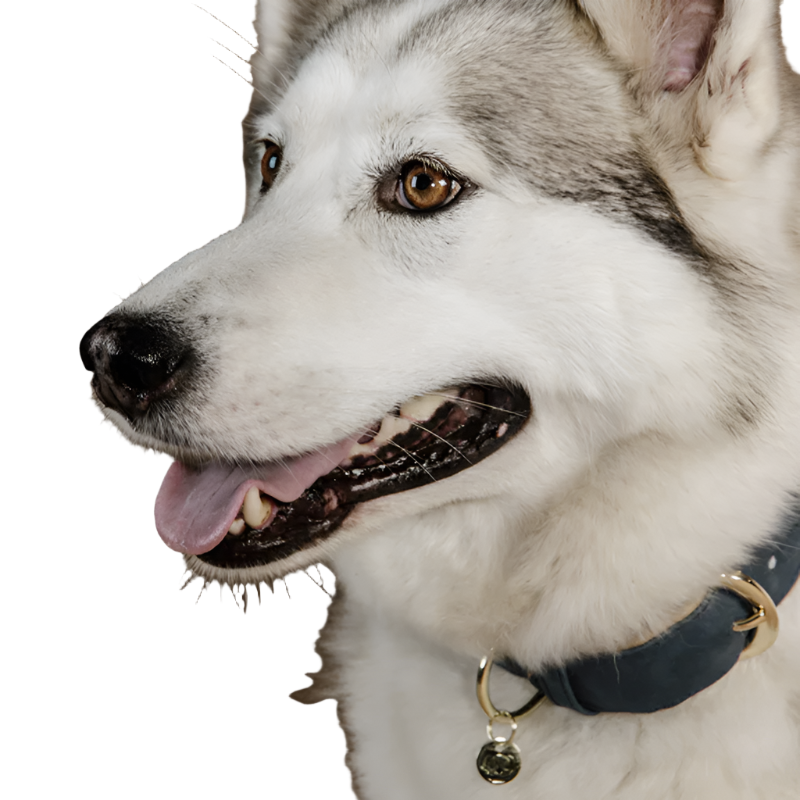 Kentucky Dogwear - Collier pour chien vegan leather navy/beige | - Ohlala