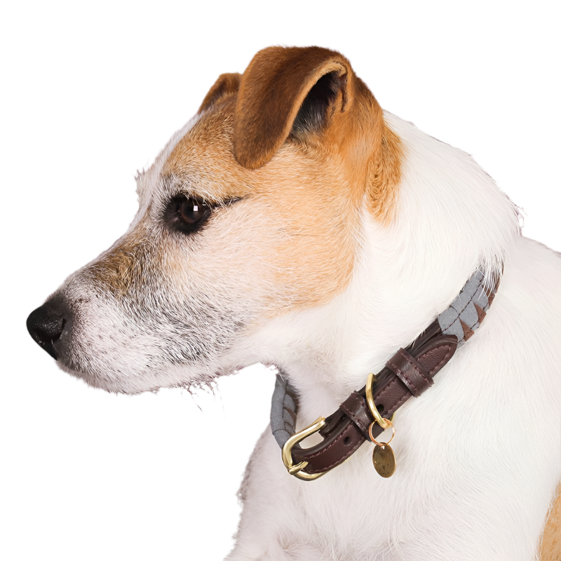 Kentucky Dogwear - Colliers pour chiens Triangle | - Ohlala