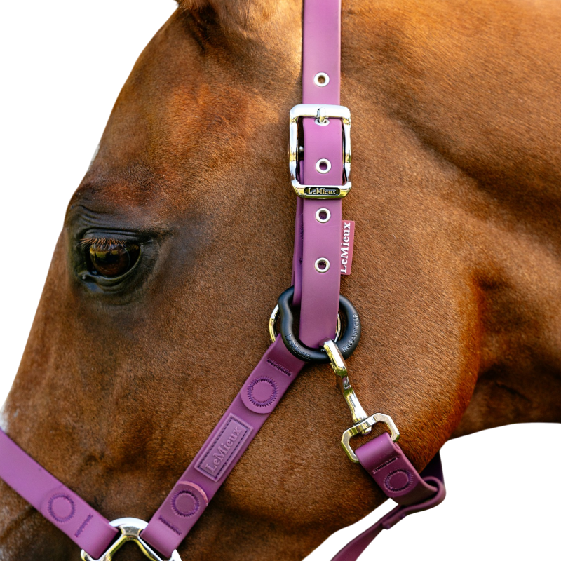 Fieldflex Halter in Blackberry - LeMieux