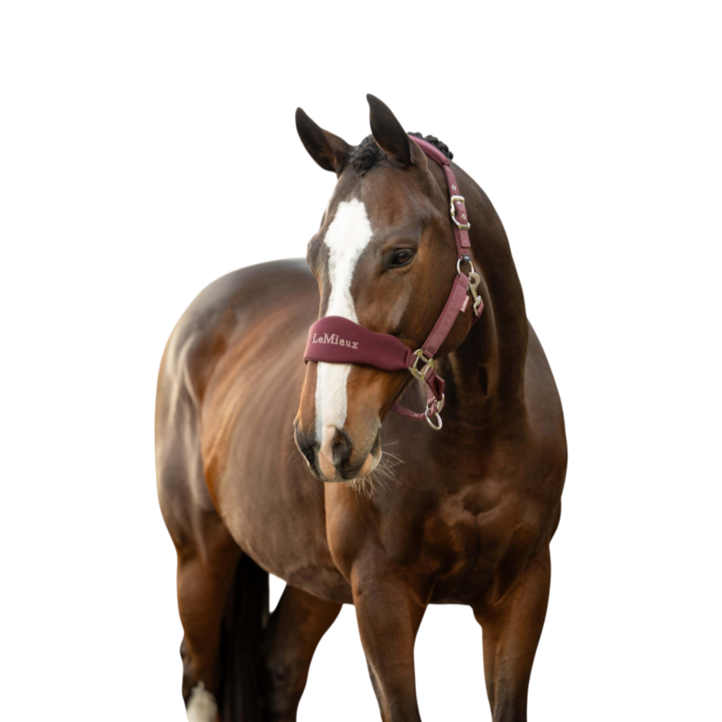 LeMieux - Breakaway Vogue Halter and Lead Rope Bramble