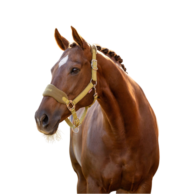 LeMieux - Vogue Halter and Lead Rope in Gooseberry