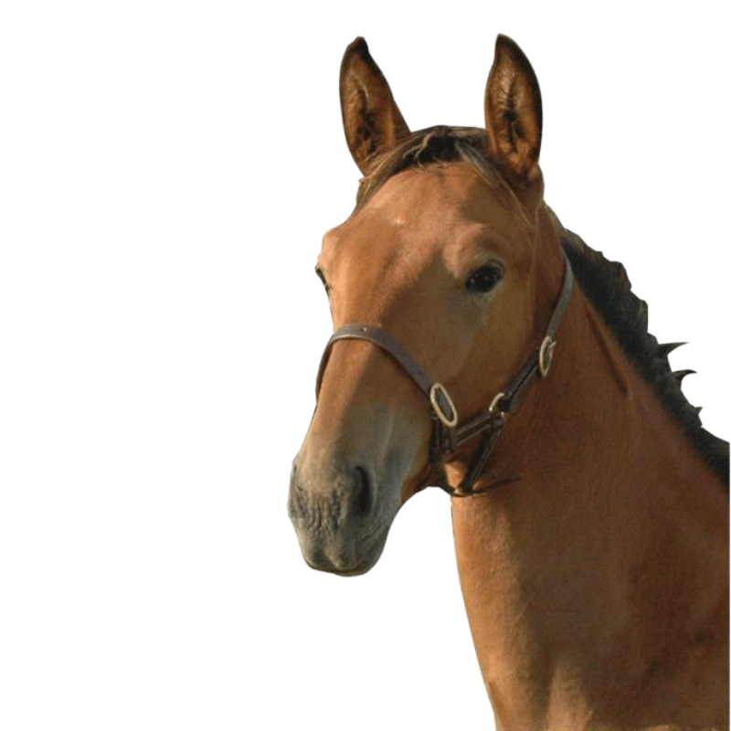 Canter - Cabezada potro cuero Marrón | - Ohlala