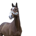 Norton - Comfort headcollar black/rose gold hardware | - Ohlala