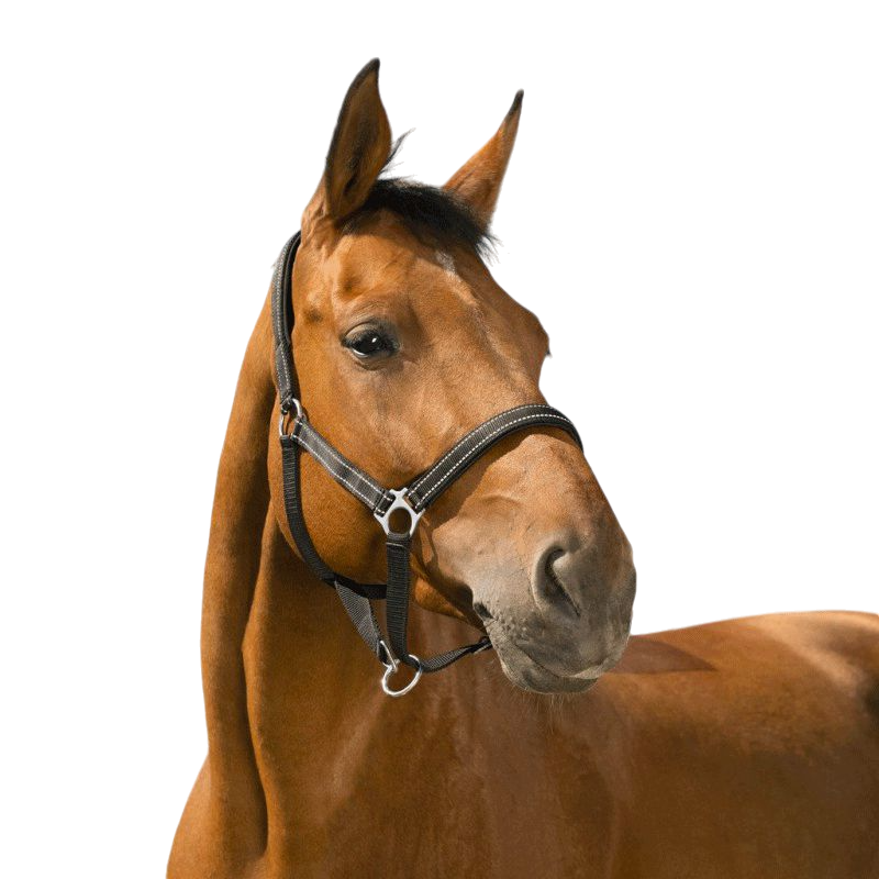 Norton - Reflective black headcollar | - Ohlala