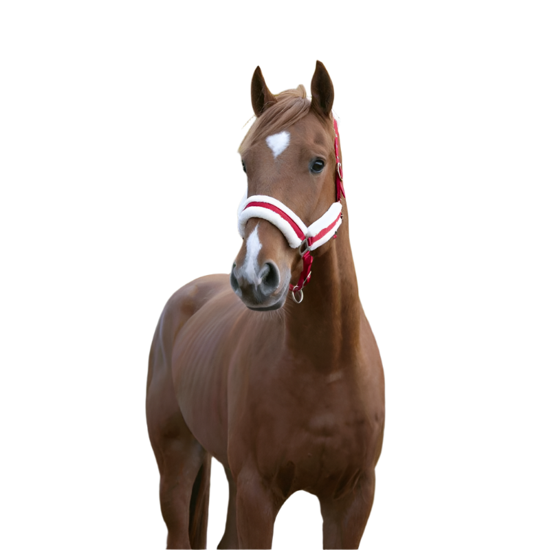 Norton - Comfort Halter red/silver hardware | - Ohlala