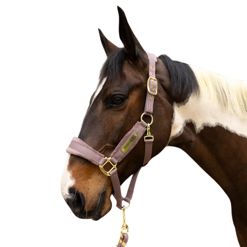 Kentucky Horsewear - Licol Velvet light purple | - Ohlala