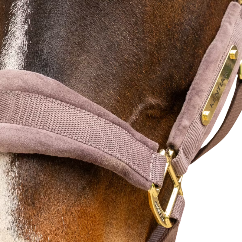 Kentucky Horsewear - Velvet Halter Light Purple | - Ohlala