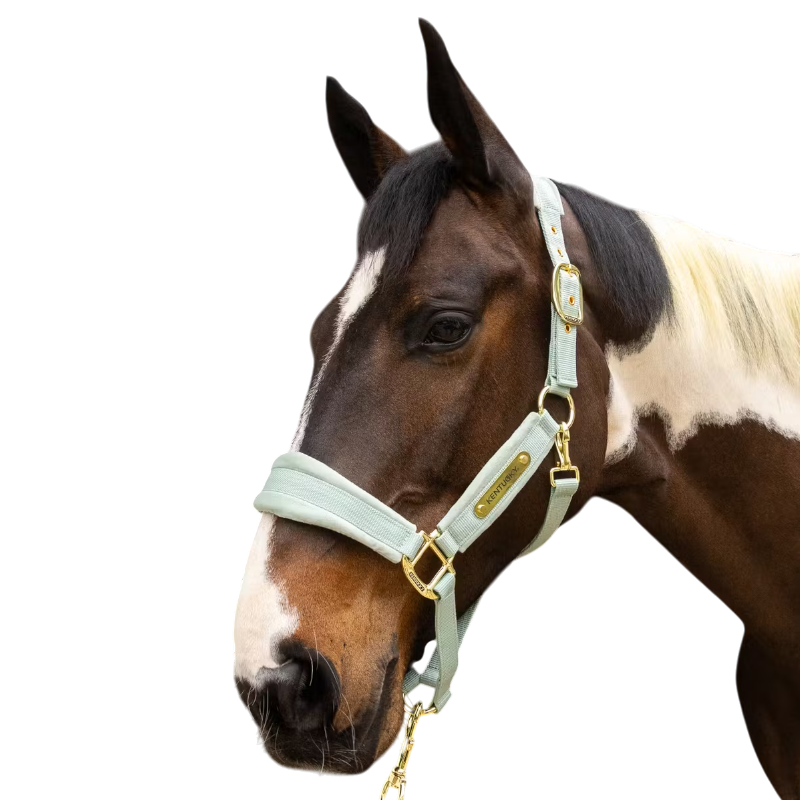 Kentucky Horsewear - Licol Velvet mint | - Ohlala