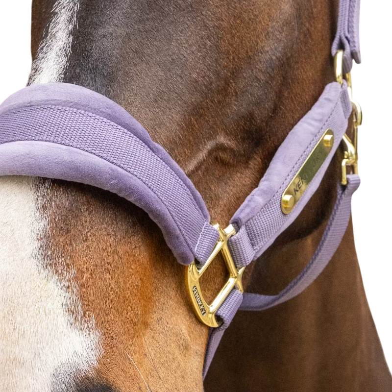 Kentucky Horsewear - Velvet Violet Halter | - Ohlala