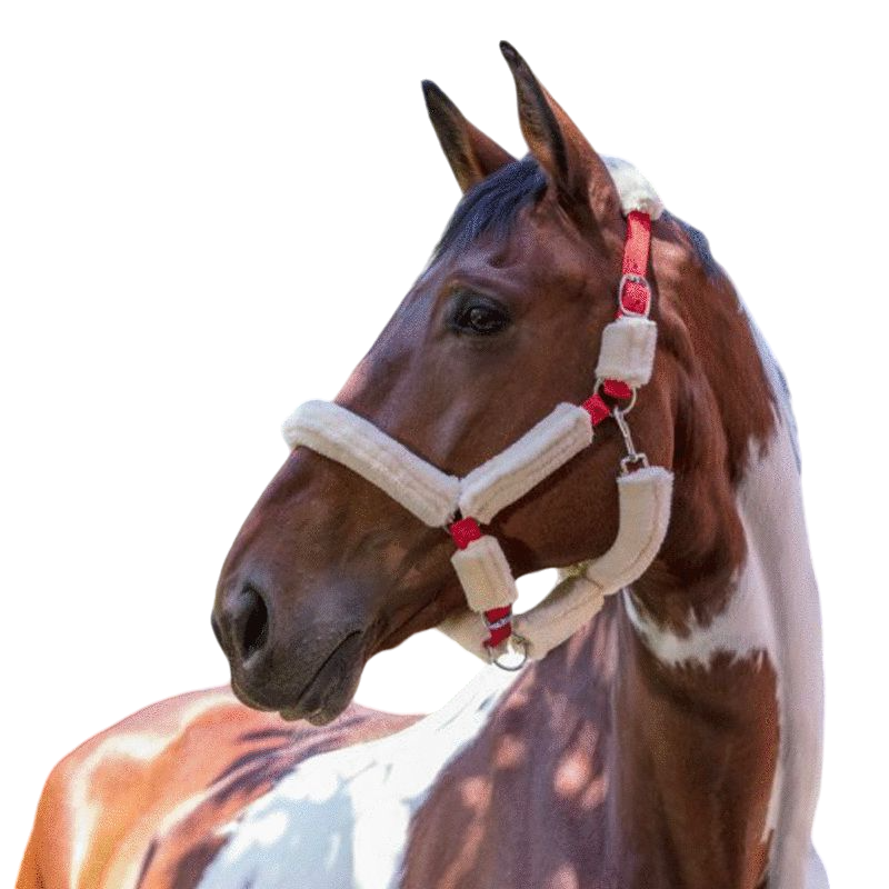 Norton - Licol full mouton synthétique rouge/ écru | - Ohlala