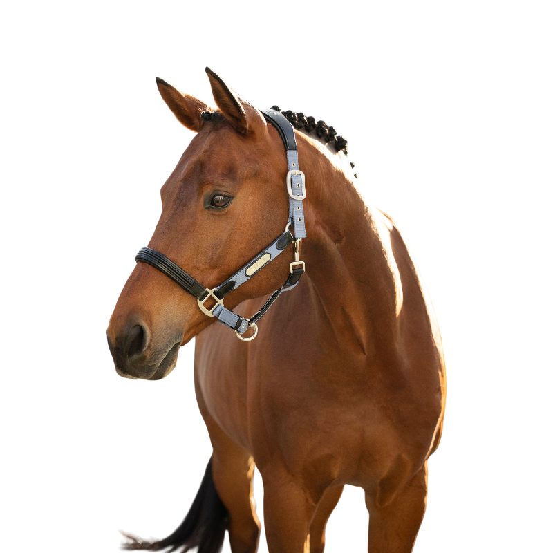 LeMieux - Cabezada para caballos Capella powder blue | - Ohlala