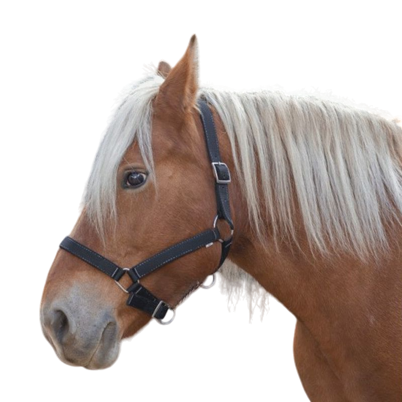 Norton - Cabestro para caballo de tiro "PRO" negro | - Ohlala
